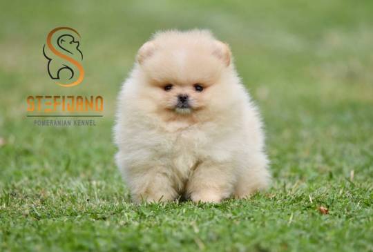 Pomeranac BOO medvedići, Pomeranski špic image 3