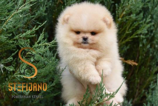 Pomeranac BOO medvedići, Pomeranski špic image 4