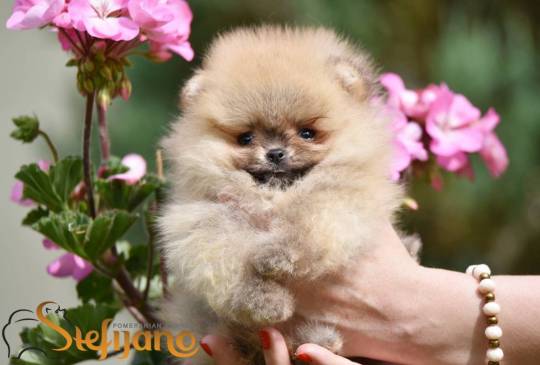 Pomeranac BOO medvedići, Pomeranski špic image 6