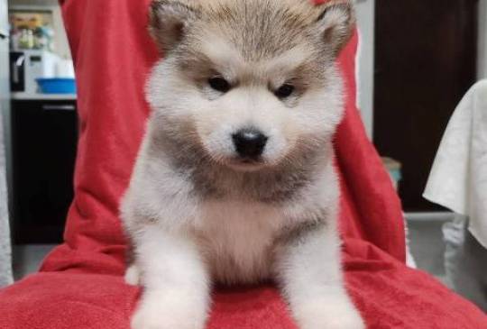 Aljaski malamut štenci image 1