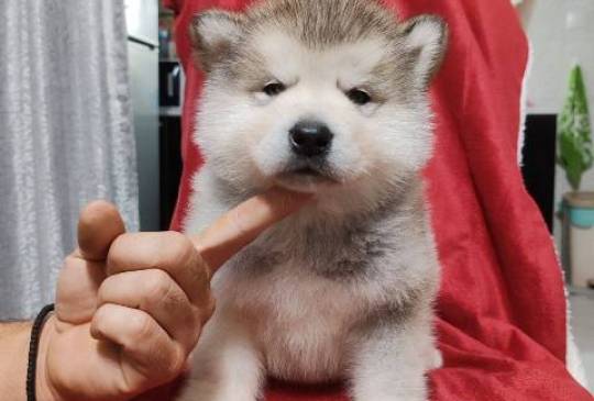 Aljaski malamut štenci image 2