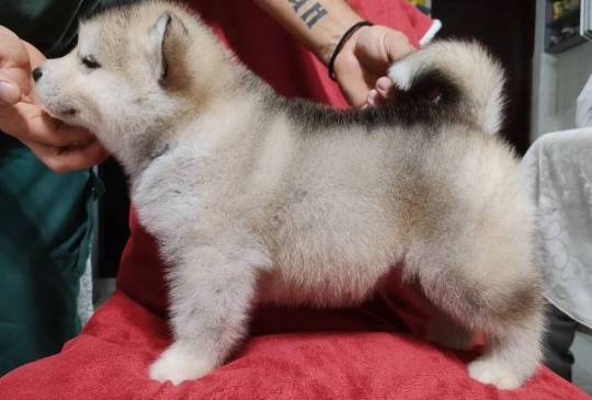 Aljaski malamut štenci image 3