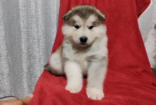 Aljaski malamut štenci image 4