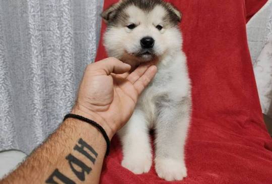 Aljaski malamut štenci image 5