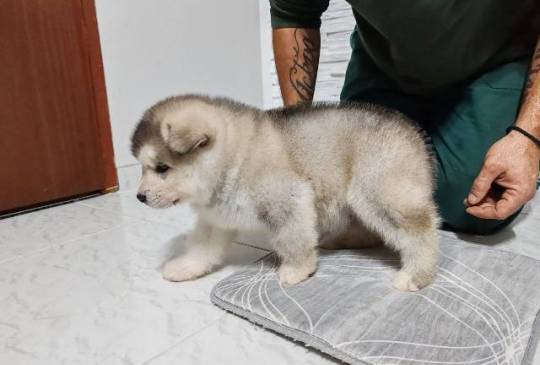 Aljaski malamut štenci image 6