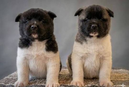 Američka Akita, vrhunski štenci image 1