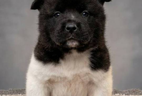 Američka Akita, vrhunski štenci image 2