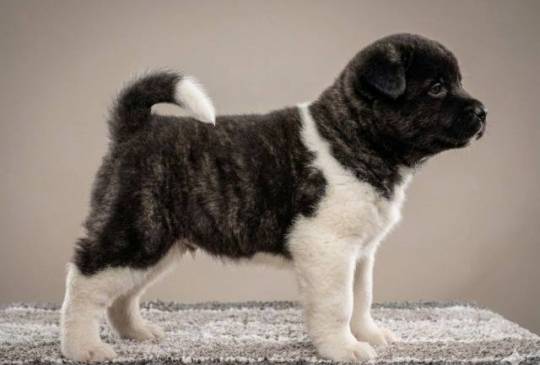 Američka Akita, vrhunski štenci image 3