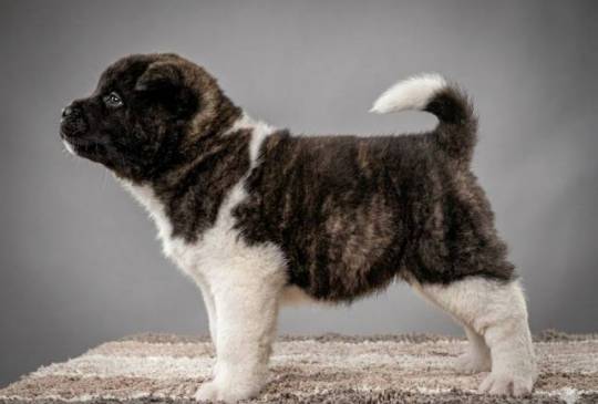 Američka Akita, vrhunski štenci image 4