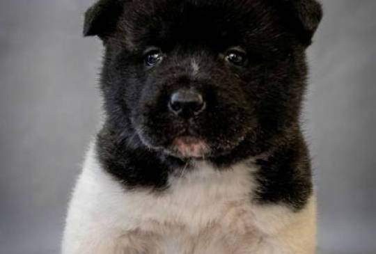 Američka Akita, vrhunski štenci image 5