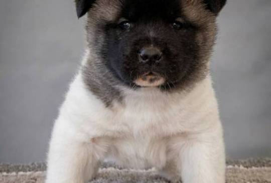 Američka Akita, vrhunski štenci image 6