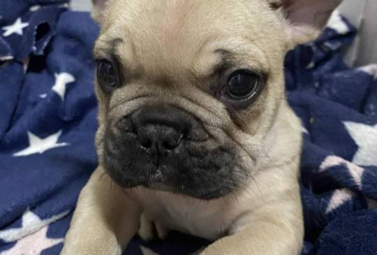 Francuski buldog image 3