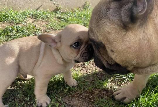 Francuski buldog image 3