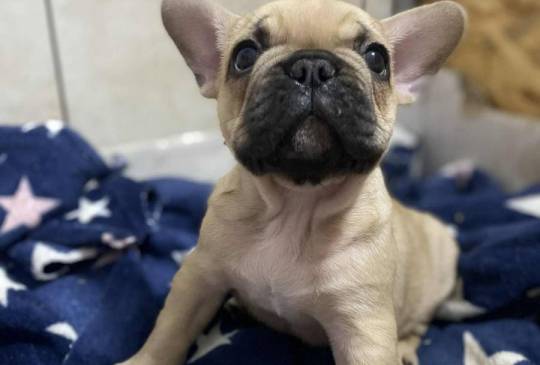 Francuski buldog image 2