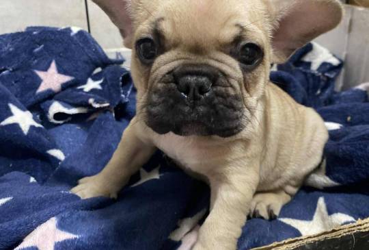 Francuski buldog image 3