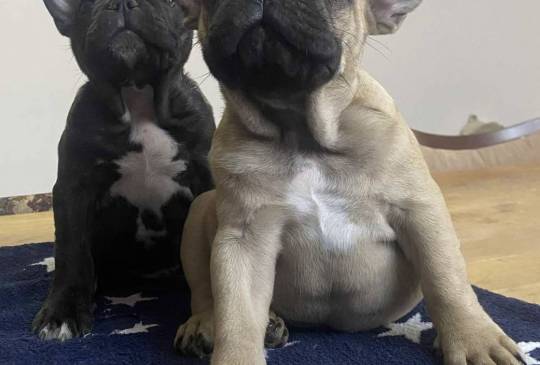 Francuski buldog image 5