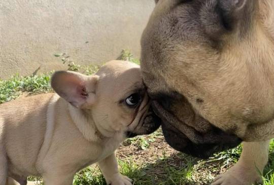 Francuski buldog image 2