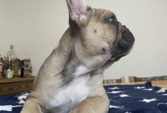 Francuski buldog image 1