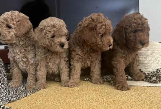 Mini Pudla prelepi stenci image 1