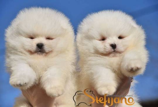 Pomeranac BOO medvedići, Pomeranski Špic image 4