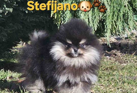 Pomeranac BOO medvedići, Pomeranski Špic image 5