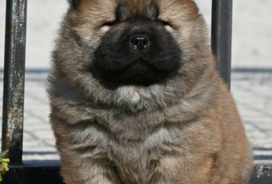 Chow Chow Cau Cau Čau Čau image 4