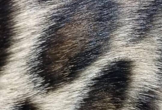 Bengalski Macici image 5