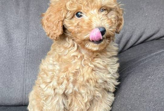 Štene Toy pudle image 3