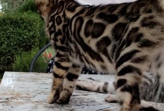 Bengalski Macici image 4