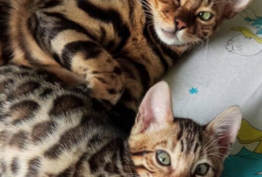 Bengalski Macici image 6