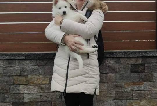 Beli švajcarski ovčar štenci image 6