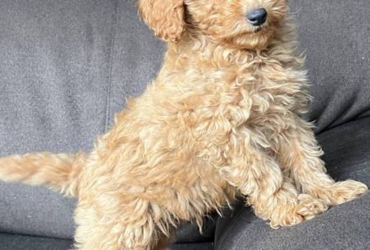 Štene Toy pudle image 4