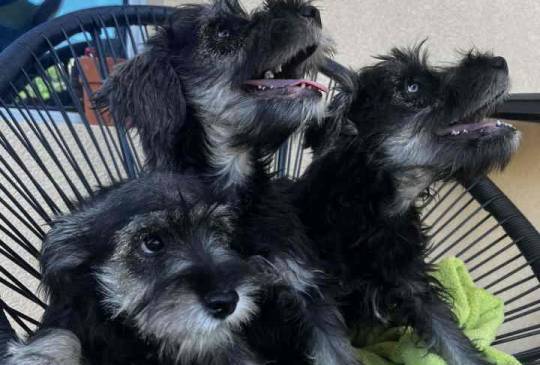 Na prodaju stenci patuljastog snaucera,  image 1