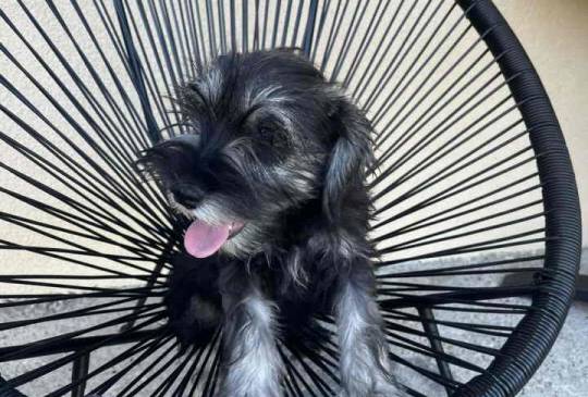 Na prodaju stenci patuljastog snaucera,  image 2