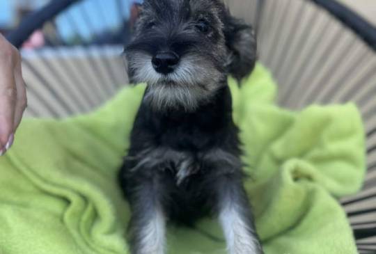 Na prodaju stenci patuljastog snaucera,  image 3