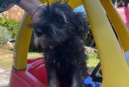 Na prodaju stenci patuljastog snaucera,  image 4