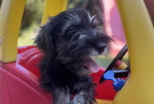 Na prodaju stenci patuljastog snaucera,  image 6