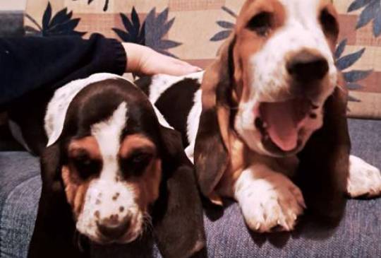 Baset štenci image 1