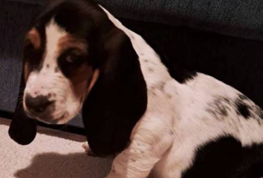 Baset štenci image 2