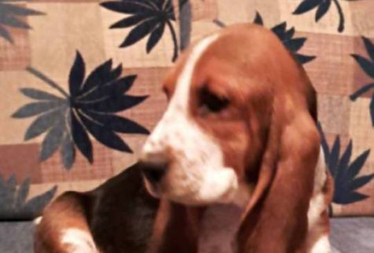 Baset štenci image 3