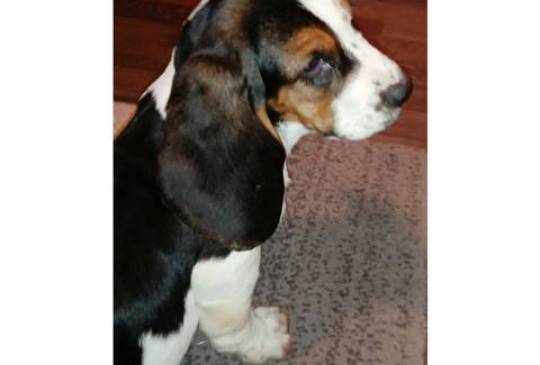 Baset štenci image 4