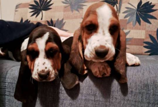 Baset štenci image 5