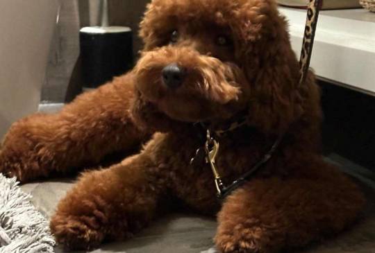 Neodoljive pudle toy i teacup image 2