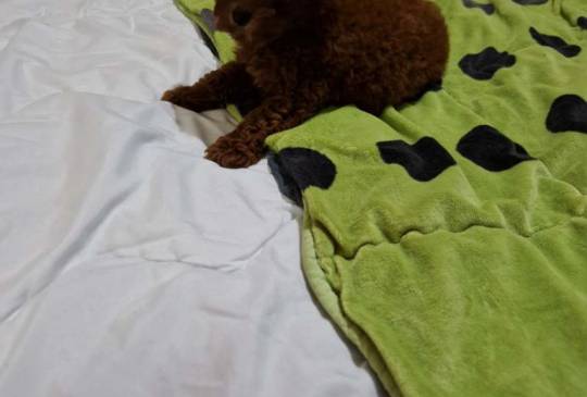 Neodoljive pudle toy i teacup image 4