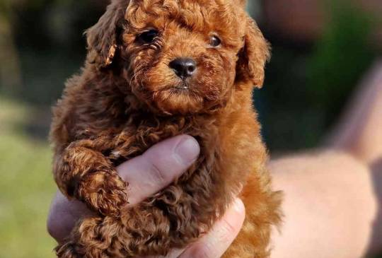 Neodoljivi stenci Toy pudle  image 6