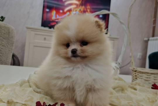 Pomeranci boo pravi medvedici image 1