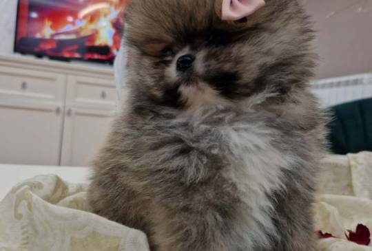 Pomeranci boo pravi medvedici image 2