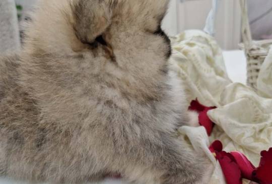 Pomeranci boo pravi medvedici image 3