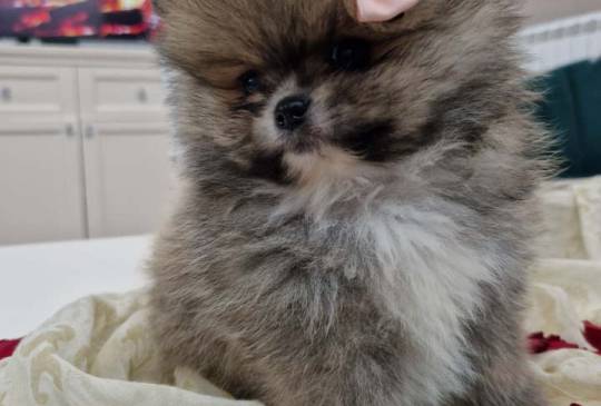 Pomeranci boo pravi medvedici image 4