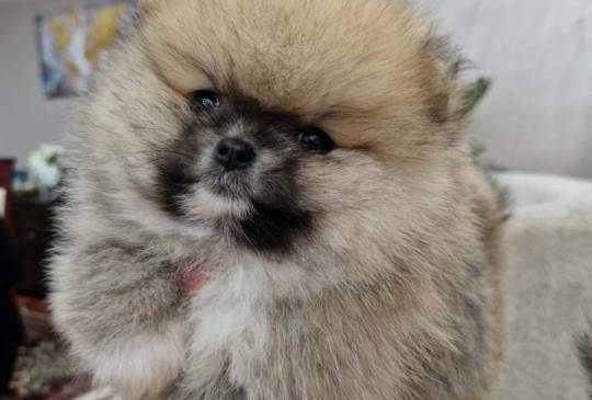 Pomeranci boo pravi medvedici image 5